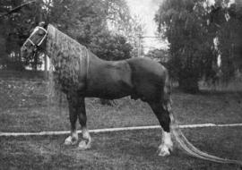 [A horse with a long mane and tail]