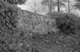 Sunnyside Park - ivy covered rock wall, north edge