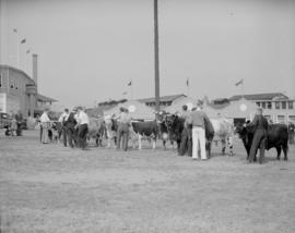 Canada Pacific Exhibition - [Row of cows with handlers on a field]
