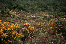 Cistus albidus, Cytisus