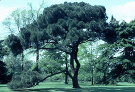 Pinus pinea, Kew