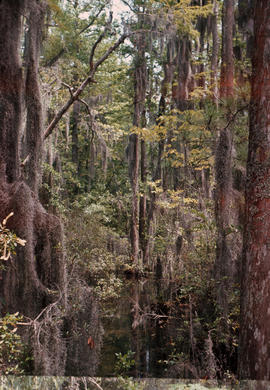 Habitat : Spanish Moss Florida or Georgia