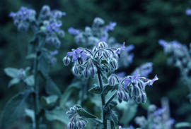 Borago officinalis