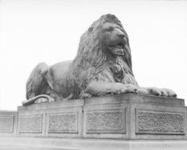 [Lion Statue at base of Nelson's Column in Trafalgar Square]