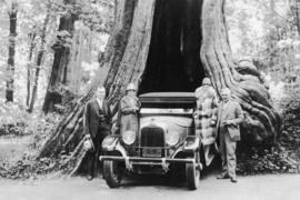 [Car parked in Hollow Tree at Stanley Park]