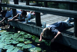 Education : pond peering, age 9 -12