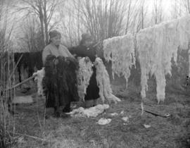 Cowichan wool being hung to dry