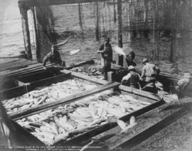 Men unloading salmon from scow at dockside