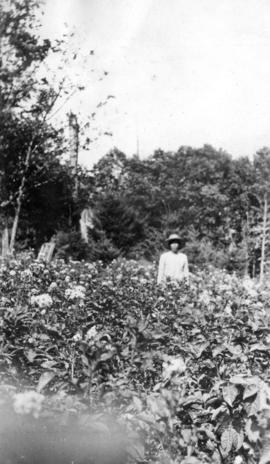 Potatoes at the ranch