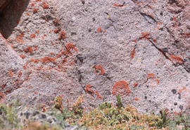 Lichen on rock - high meadows