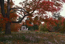 Gardens - Canada : Kingswood / [Kings]mere, Ontario, woodland clearing in autumn, sugar maple and...