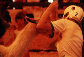 [Boy with helmet feeding llama]