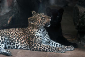 Wildlife : panther, Chester Zoo