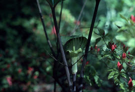 Arisaema triphylla