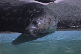 Vancouver Aquarium and Stanley Park