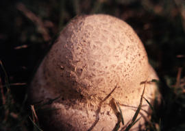 Amanita Citrina