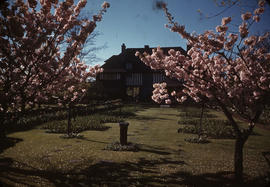 Cherry blossom trees at 1402 McRae Avenue