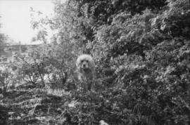 Dog sitting in a bush