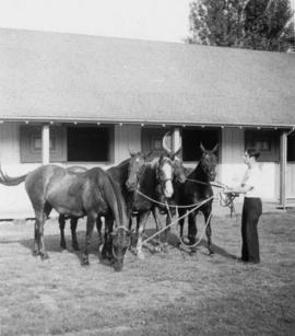 A groom with five horses at Minnekhada stables
