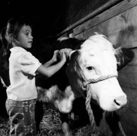 Young girl brushing Hereford cattle