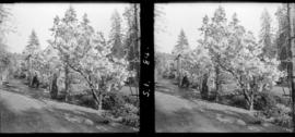 2 Flowering [plant], Stanley Park