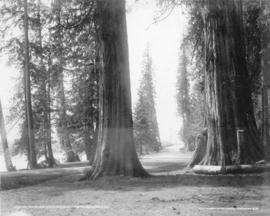 Big trees and drive, Stanley Park, Vancouver, B.C.