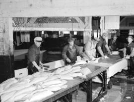 Cleaning halibut [in a] Prince Rupert cannery