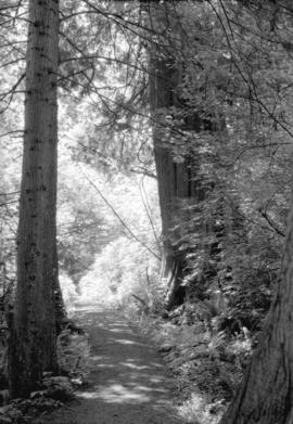 [Trail through trees in Stanley Park]