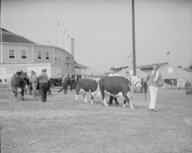 Canada Pacific Exhibition - [Cows being led on a field]