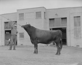 Canada Pacific Exhibition - [Man showing a bull]