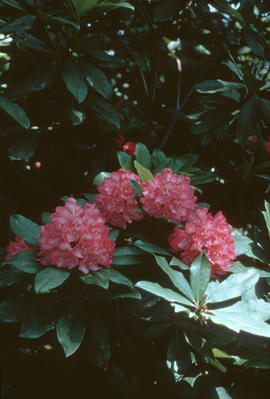 Rhododendron 'vinemax', Vineland Ont[ario]