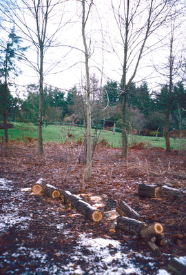 Arboriculture : thinning woodland