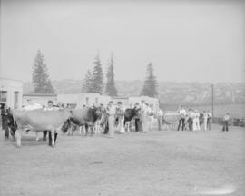 Canada Pacific Exhibition - [Row of cows being shown on a field]