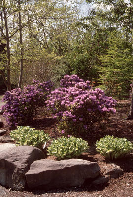 Rhododendron russatum [at] VanDusen [Botanical Garden]