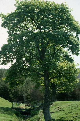 Acer pseudoplatanus