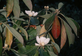 Franklinia alatamaha [at] Georgia U.S.A.