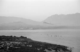 [View of the Lions Gate Bridge under construction on the north shore]