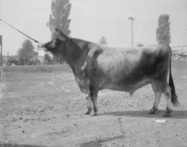 General PNE shots : cattle