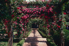 Gardens - Europe - France : Bagatelle, Paris, American pillar