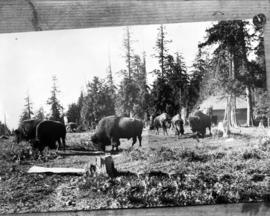 Stanley Park, composite of six bison in their enclosure