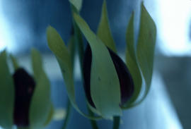 Chrysampora californica flowers