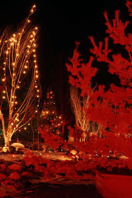 Festival of Lights : Christmas lights