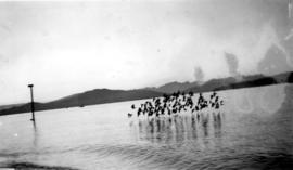 A flock of birds flying low over the water