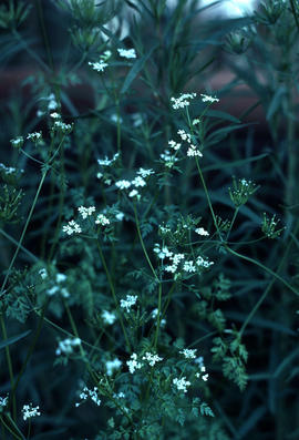 Anthriscus cerefolium