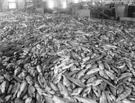 [Floor of Semiahmoo Cannery covered in salmon]
