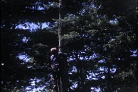 Victoria - arborist, waterfront, roses