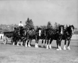 Six-horse team pulling Crystal Dairy wagon