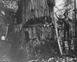 [Logging crew posing with large tree]