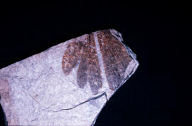 Botany - Palaeobotany : fossil, plant, McNab age, Cache Creek