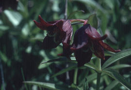 Chocolate Lily